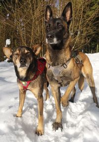 Steve + Boots im Schnee