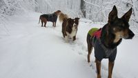 2017 Hunde im Schnee