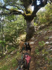 Grand Canyon du Verdon - 14