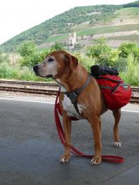 P1090345 Soonwaldsteig - Bahnhof Bingen